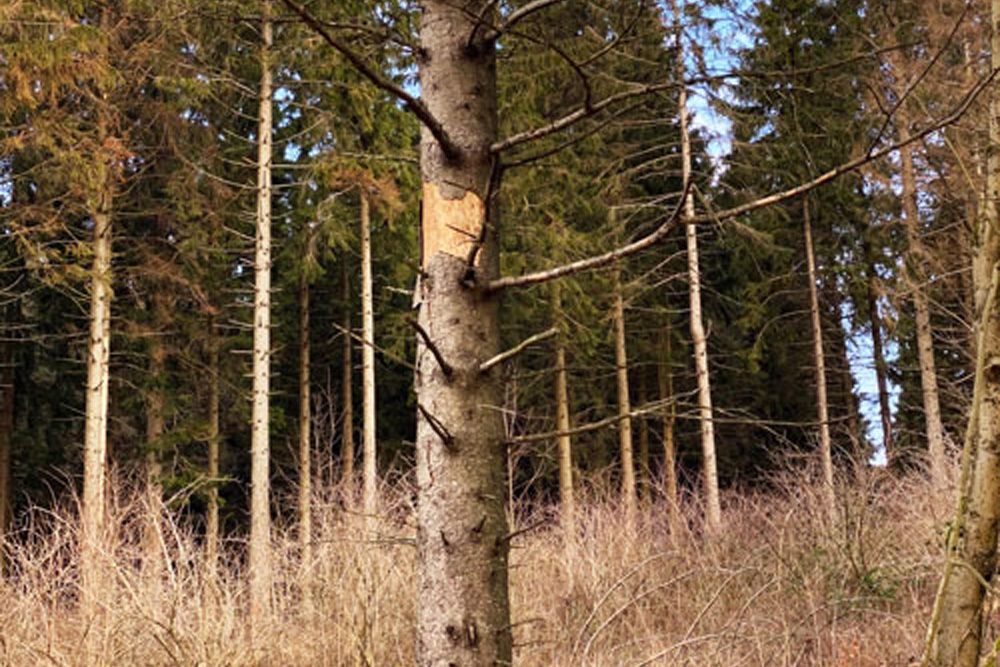 Wald-Klima-Tour Gemeinschaftsgartennetzwerk